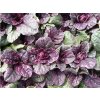 Zběhovec plazivý 'Burgundy Glow' - Ajuga reptans 'Burgundy Glow'  Ajuga reptans 'Burgundy Glow'