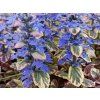 Zběhovec plazivý 'Burgundy Glow' - Ajuga reptans 'Burgundy Glow'  Ajuga reptans 'Burgundy Glow'