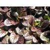 Zběhovec plazivý 'Mahogany' - Ajuga reptans 'Mahogany'  Ajuga reptans 'Mahogany'