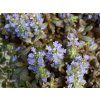 Zběhovec plazivý 'Mahogany' - Ajuga reptans 'Mahogany'  Ajuga reptans 'Mahogany'