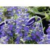 ajuga reptans varieagata (2)