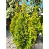 Thuja occidentalis 'Golden Smaragd' (2)