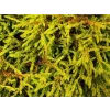 Zerav západní 'Golden Tuffet'  Thuja occidentalis 'Golden Tuffet'