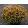 Zerav západní 'Golden Tuffet'  Thuja occidentalis 'Golden Tuffet'