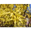 Zlatice prostřední  Forsythia intermedia