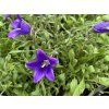 Zvonek aucheri - Campanula  aucheri  Campanula aucheri