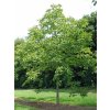 Ořešák královský  Juglans regia