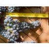 Réva vinná 'Modrý Portugal'  Vitis vinifera 'Modrý Portugal'
