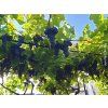 Réva vinná 'Modrý Portugal'  Vitis vinifera 'Modrý Portugal'