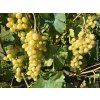 Réva vinná 'Matilde'  Vitis vinifera 'Matilde'
