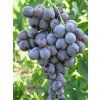 moscato23
