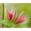 clematis hoshi no flamenco 2