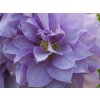 Plamének 'Louise Rowe'  Clematis 'Louise Rowe'
