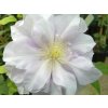 Plamének 'Louise Rowe'  Clematis 'Louise Rowe'