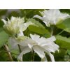 Plamének 'Marie Sklodowska Curie'  Clematis 'Marie Sklodowska Curie'