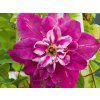 Clematis My Darling (1)