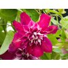 Clematis My Darling (2)