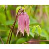 clematis pink dream2