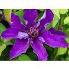 Plamének 'The President'  Clematis 'The President'