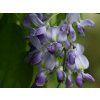 Vistárie 'Domino'  Wisteria 'Domino'