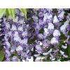 Vistárie 'Domino'  Wisteria 'Domino'