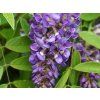 Vistárie křovitá 'Longwood Purple'  Wisteria frutescens 'Longwood Purple'