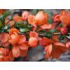 Kdoulovec japonský 'Cido'  Chaenomeles japonica 'Cido'