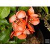 Kdoulovec japonský 'Cido'  Chaenomeles japonica 'Cido'
