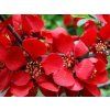 crimson3