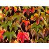 Přísavník trojlaločný 'Green Spring'  Parthenocissus tricuspidata 'Green Spring'