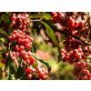 69756 1 hlosina okolicnata pointilla sweet and sour