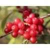 69756 hlosina okolicnata pointilla sweet and sour