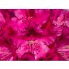 Rhododendron Royal Amaranth (2)