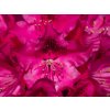 Rhododendron Royal Amaranth (1)