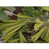 ginko