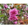 Sakura ozdobn� 'Kanzan' (Balen� kontejner C43, Tvar ke�/strom, v��ka 4,5-5m)
