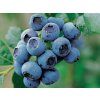 70104 3 blue 7