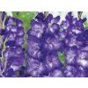 Mečík 'Blue Isle'  Gladiolus 'Blue Isle'