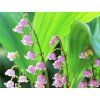 convallaria majalis varrosea pink lily of the valley friedrich strauss
