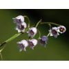 70590 konvalinka vonna rosea convallaria majalis rosea