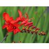 Montbrécie 'Lucifer' - Crocosmia 'Lucifer'  Crocosmia 'Lucifer'