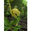 Arisaema tortuosum