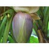 musa