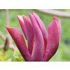 Magnolie 'Black Beauty'  Magnolia brooklynensis 'Black Beauty'