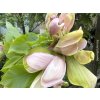 Magnolie 'Woodsman'  Magnolia brooklynensis 'Woodsman'