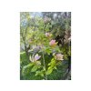 Magnolie 'Woodsman'  Magnolia brooklynensis 'Woodsman'