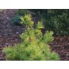hustokv�t� aurea 2