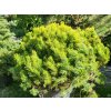 Borovice kle� �Golden Glow� (Balen� kontejner C5, Tvar v��ka 20-30cm)