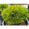 Pinus mugo 'Gr�ne Welle' (3)