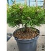 Pinus nigra 'Agnes Bregeon' (1)